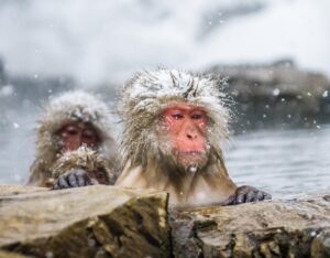 Arctic Monkeys I Wanna Be Yours tekst pełen emocji i sensu