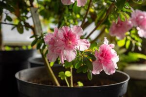 Rododendron w donicy Jak dbać by kwitł pięknie