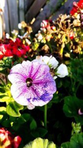 Supertunia Vista Strawberry Roślina Pełna Koloru i Życia