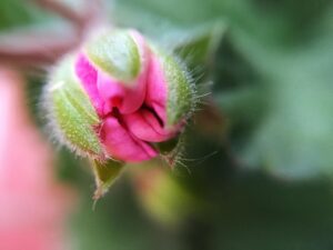 Rododendron na pniu jak zadbać o zdrowie i wzrost